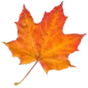 🍂