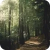 🌲