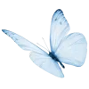 🦋