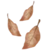 🍂