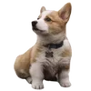 🐶