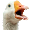 🪿