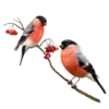 🐥
