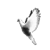 🕊