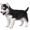 🐶
