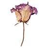 🥀