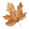 🍁