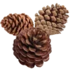 🌲