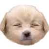 🐶