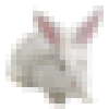 🐇