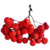🍒