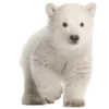 🐻