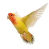🦜