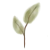 🌱