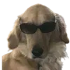🐶
