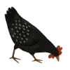 🐔