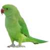 🦜