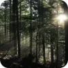 🌲