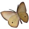 🦋