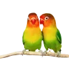 🦜