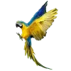 🦜