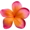 🌺