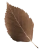 🍁