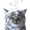 ❄️