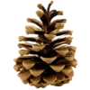 🌲