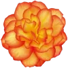 🌼