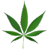 🍁