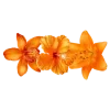 🌼