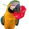 🦜