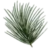 🌲