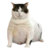 😺