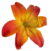 🌼