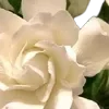 ⭐️
