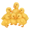 🪿