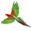 🦜