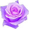 🌹