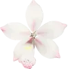 🌸