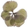 🌱