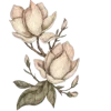 🌷