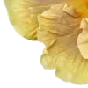 💛