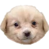 🐶
