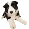 🐶