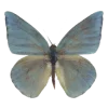 🦋