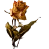 🥀
