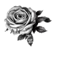 🌹