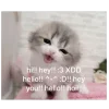 🐈‍⬛